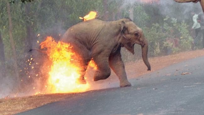 Elephant in Fire